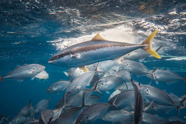 Kingfish among Trevally A kingfish speeds through a school of trevally caranx stock pictures, royalty-free photos & images
