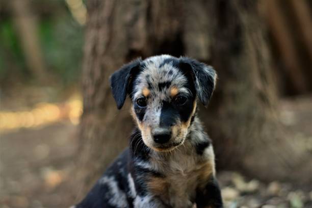 istock Look of a Pooch Cub 857216114