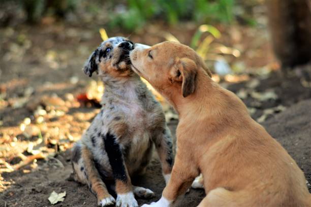istock Kissing puppies 857216152