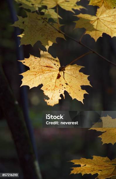 Yellow Maple Leaves Stock Photo - Download Image Now - Autumn, Bright, Colors