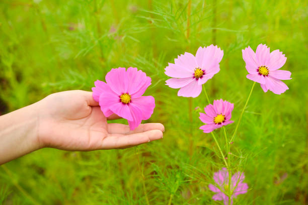 istock Cosmos flowers and women's hand 857216544