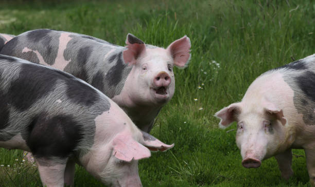 istock Cute young pigs graze together on meadow 857219472