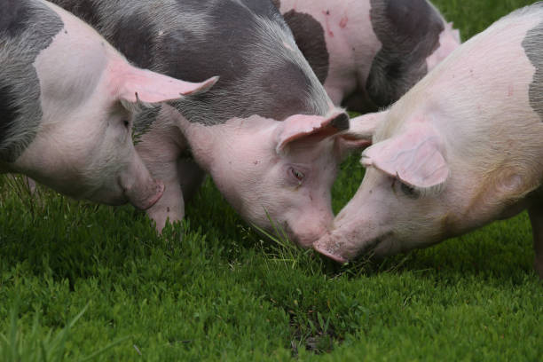 istock Pietrain breed pigs graze on fresh green grass on meadow 857219476
