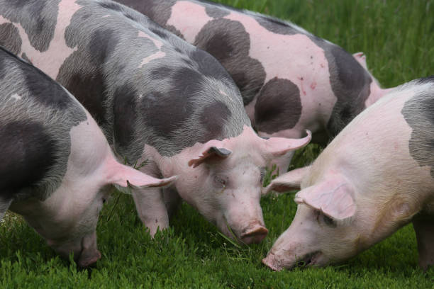 istock Herd of pigs on summer pasture 857219492