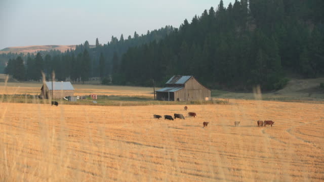 Cattle Grazing, Washington State 4K. UHD