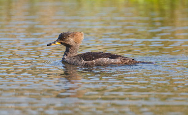 istock Female Hooded Merganser Close-up 857223208