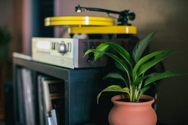 Indoor house plants inside of a cozy home, shot with all natural window light.