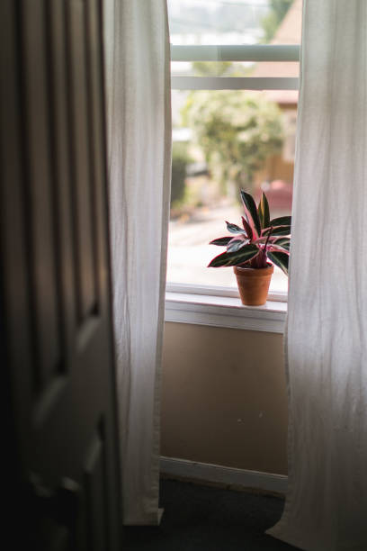 istock Indoor House Plant 857230042