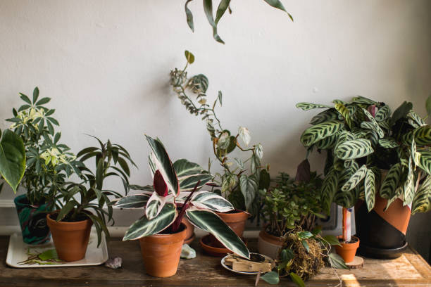 istock Indoor House Plant 857230052