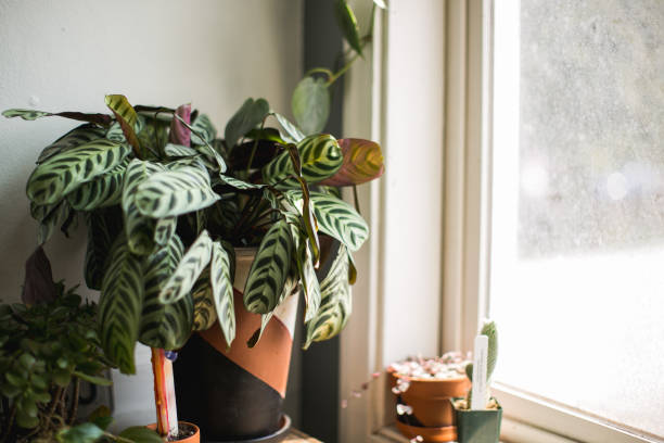 istock Indoor House Plant 857230054