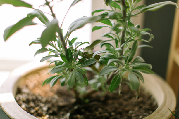 istock Indoor House Plant 857230060