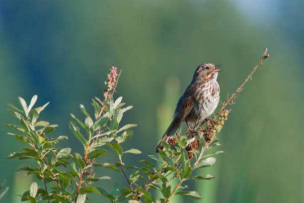 Song Sparrow on branch Song sparrow on shrub branch with beak open singing a song in the evening sunlight. song sparrow stock pictures, royalty-free photos & images