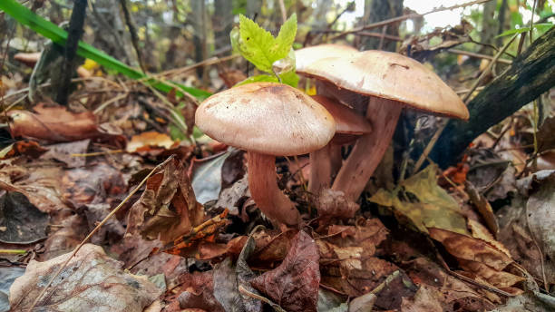 istock mushrooms in the autumn forest 857230390
