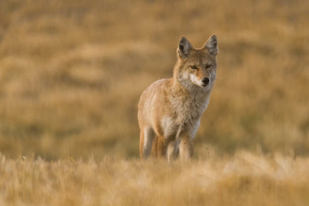 istock Coyote on the Prairies in Autumn 857232476