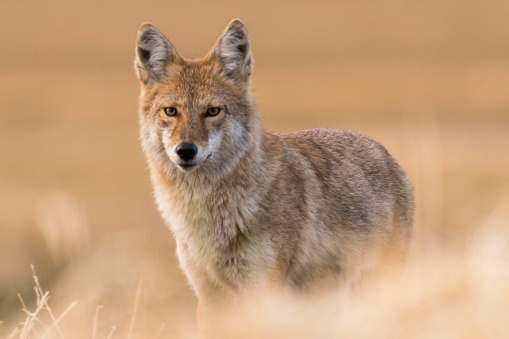 Coyote de las praderas en otoño photo