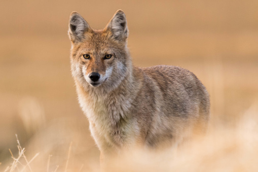 A wild coyote stands on the prairies in autumn