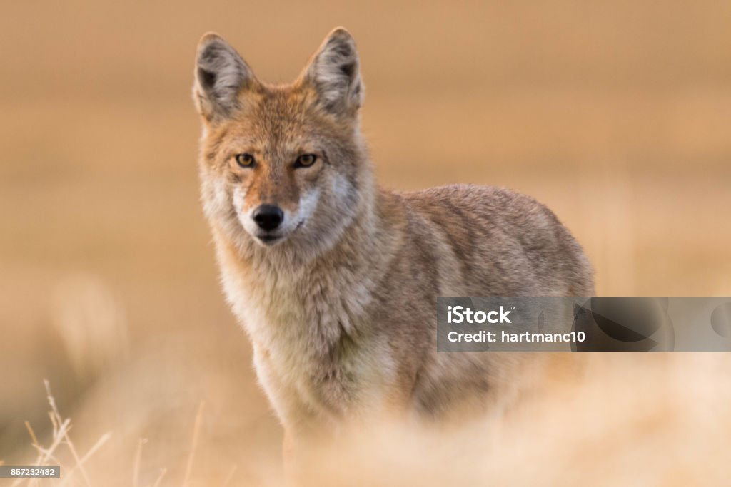 Coyote on the Prairies in Autumn A wild coyote stands on the prairies in autumn Coyote Stock Photo