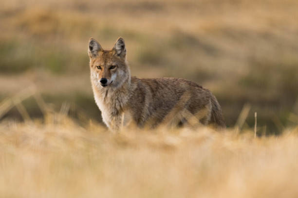istock Coyote on the Prairies in Autumn 857232488