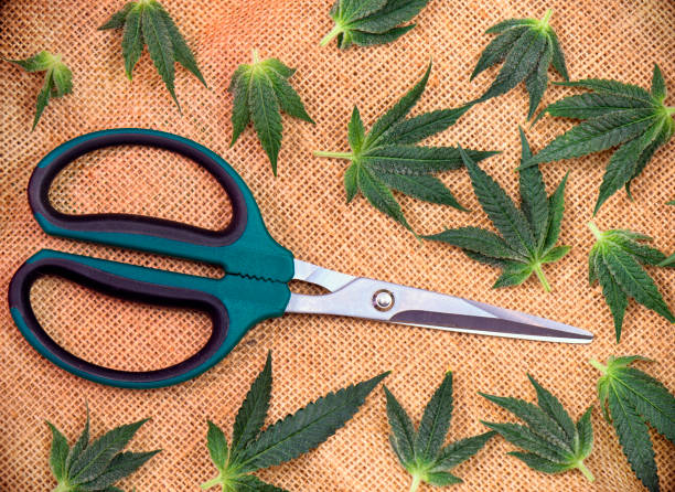 Cannabis Leaves Over Hemp Burlap Background With Trimming Scissors Stock  Photo - Download Image Now - iStock