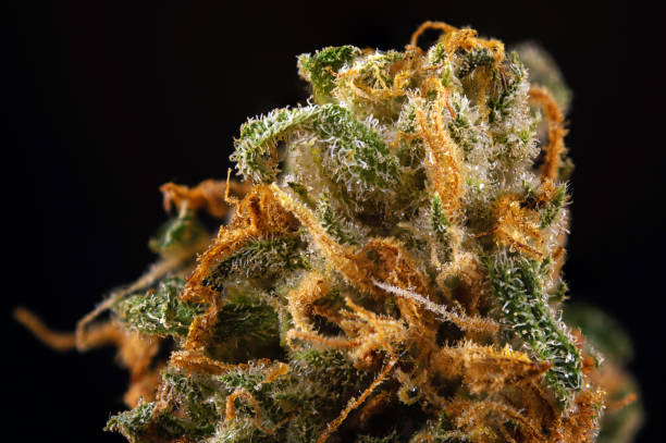 istock Cannabis bud macro (green crack marijuana strain) with visible hairs and trichomes 857237878
