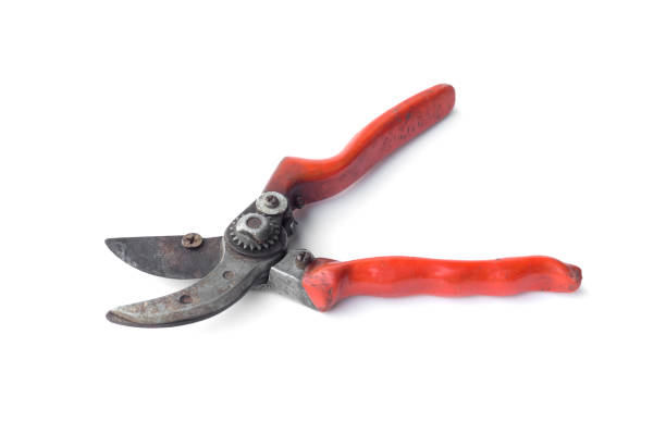istock Pruning shears or gardening clipper on isolated background 857238160