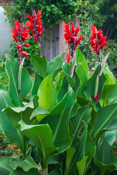istock Canna tall flowers with big leaves 857238520