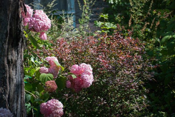 Hydrangea - Berberis
