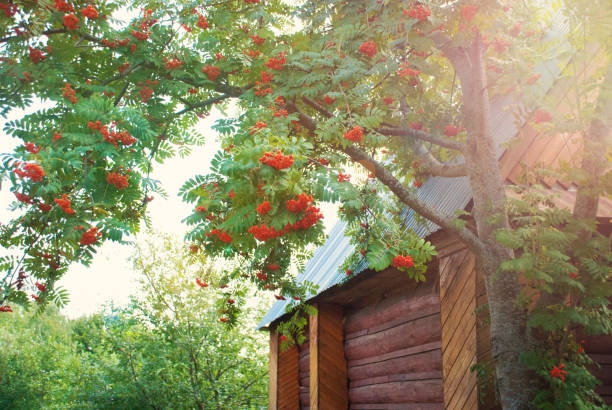 istock Big Rowan tree near the house 857238572