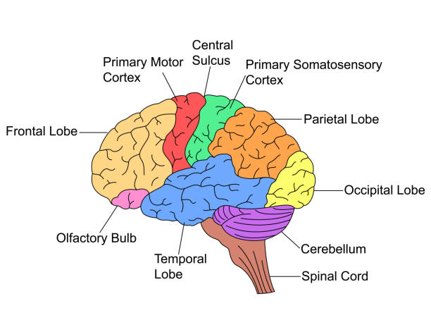 ilustrações de stock, clip art, desenhos animados e ícones de parts of brain - frontal lobe