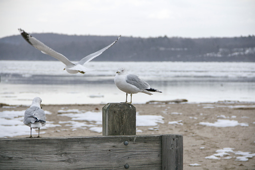 Group of seagulls are resting on the cold winter beach under the hazy sky.