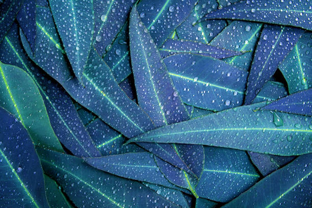 istock Close up the texture of eucalyptus leaves  with rain drop background 857241386
