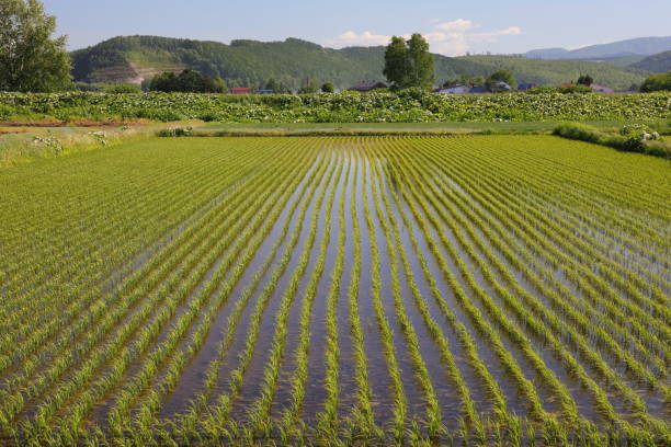 istock Landscape of Hokkaido 857244146