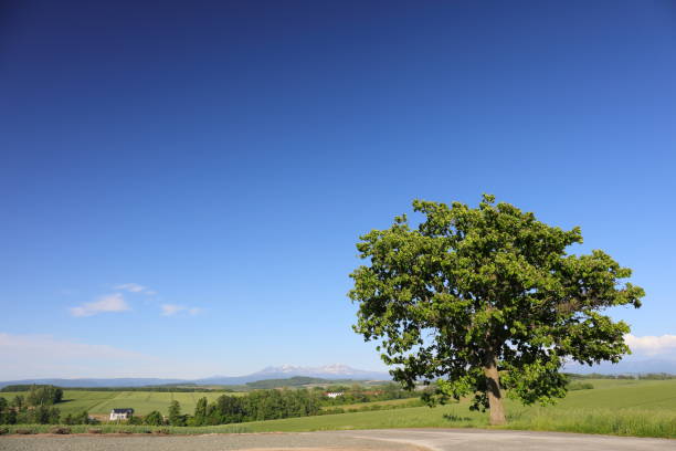 istock Landscape of Hokkaido 857244412