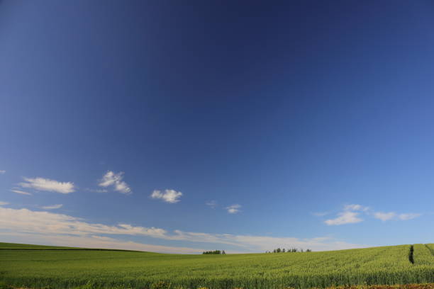 Grassland and blue sky in summer of Hokkaido Japan