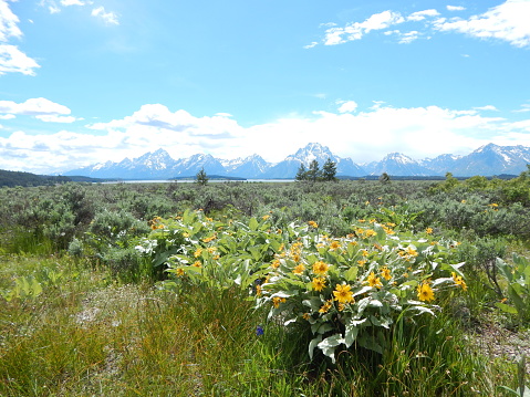 Wild daises grow out in the prairie with the sagebrush and long green grasses with a sliver of Jackson Lake in the distance and the Grand Tenon Mountain Range.