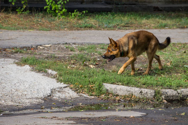 istock German shepherd walking in a city park 857249458