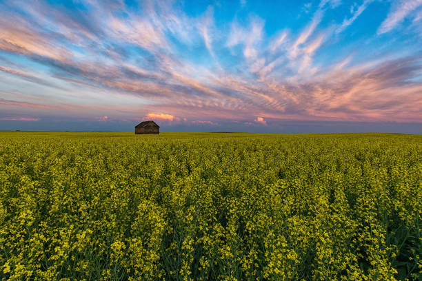 bereich der raps auf dem grasland - saskatchewan stock-fotos und bilder