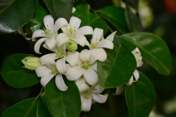 istock Andaman satinwood, Chanese box tree 857252506