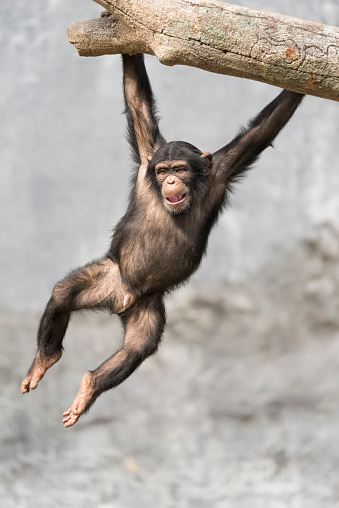 Young Chimpanzee hanging off a tree branch