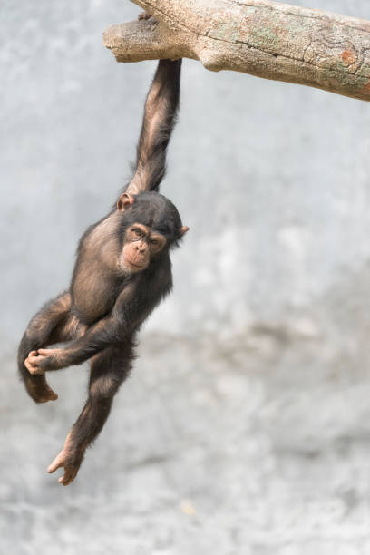 Young Chimpanzee hanging off a tree branch