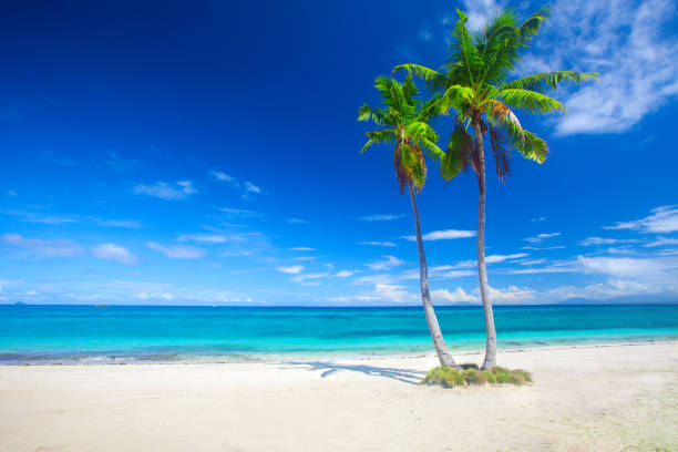 istock tropical beach with coconut palm 857256390