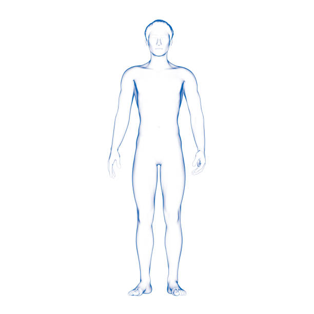 3D rendering of man (male) body, front view. Human body illustration.