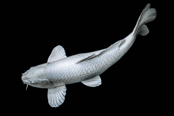 white butterfly koi fish on black background zen art calm animal concept white butterfly koi fish on black background zen art calm animal concept black and white koi fish stock pictures, royalty-free photos & images