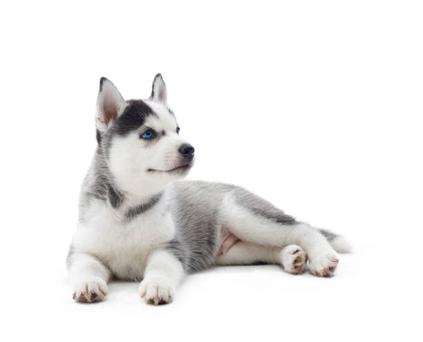 istock Siberian husky puppy at studio 857264948