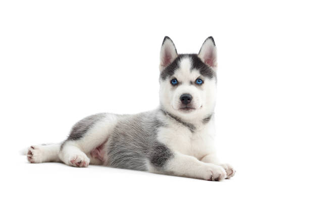 istock Siberian husky puppy at studio 857264976