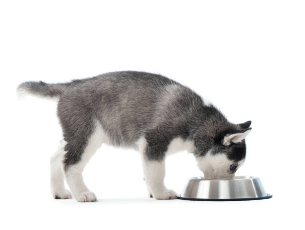 istock Husky puppy eating from a bowl 857265110