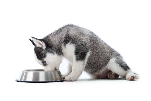 istock Husky puppy eating from a bowl 857265120
