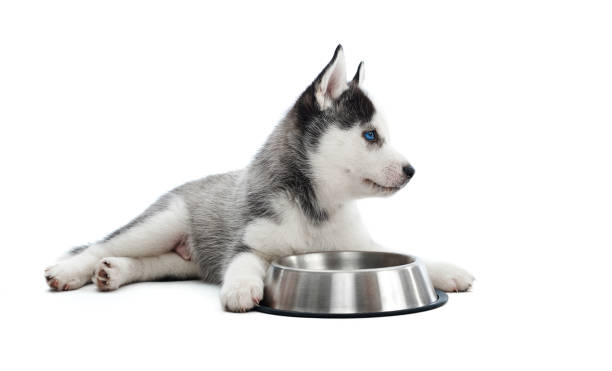 istock Husky puppy eating from a bowl 857265132