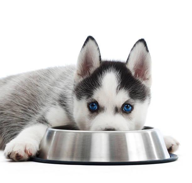 istock Husky puppy eating from a bowl 857265154