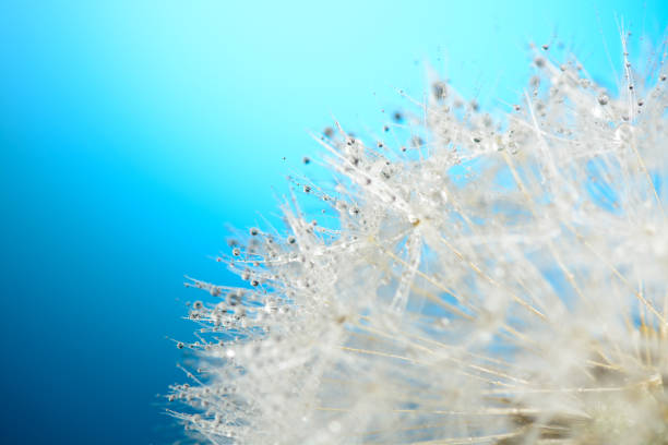 istock Drops of dew on a dandelion on blue background 857267392